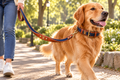 Denim Leather Dog Collar & Leash Set